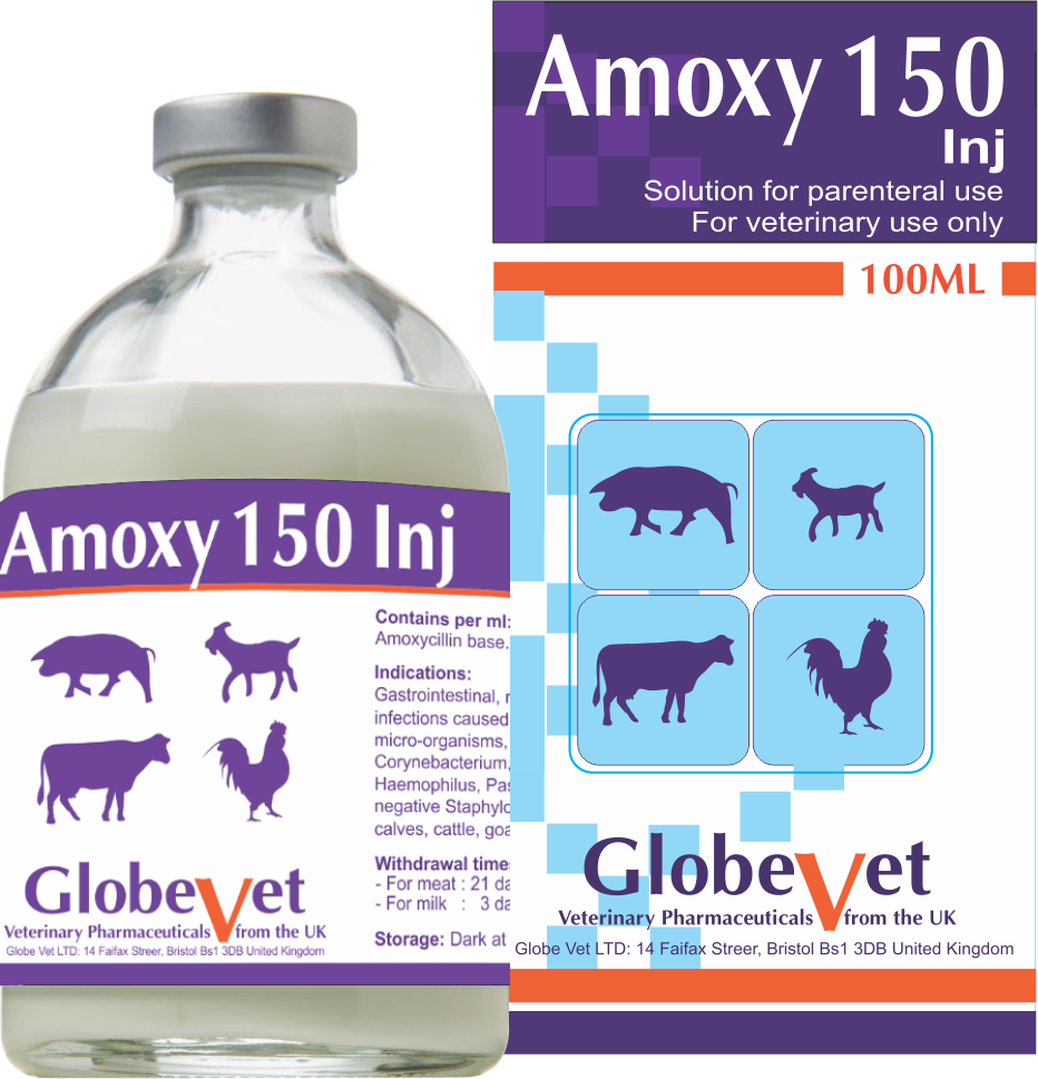 AMOXY 150 INJ - Đặc trị bệnh đường hô hấp, tiêu hóa
