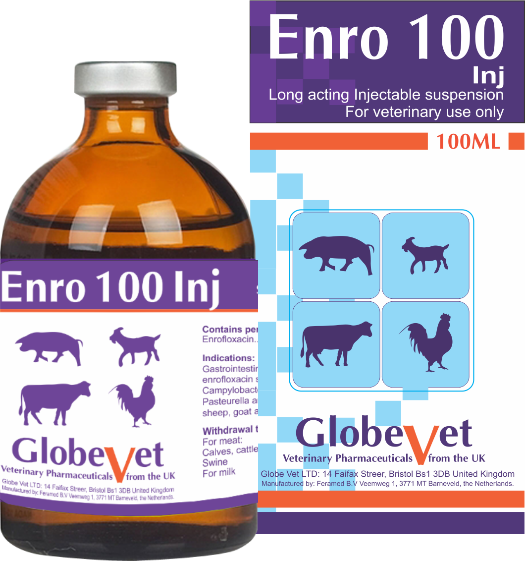 ENRO 100 INJ - Đặc trị bệnh đường hô hấp, nhiễm khuẩn kế phát tai xanh ( PRRS)