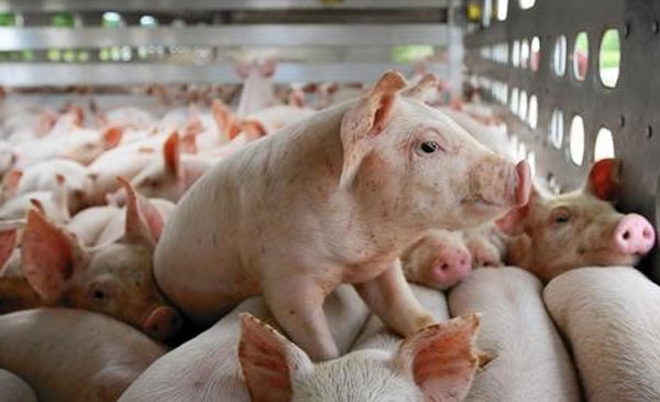 The pig industry needs to strengthen the linkage chain