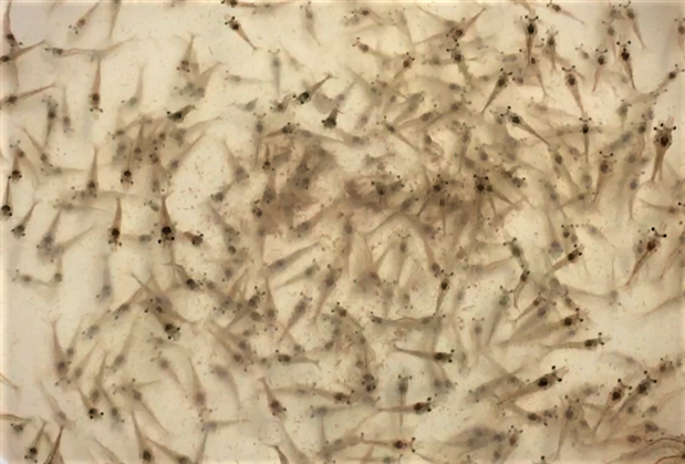 Thành phần của hệ vi khuẩn trên ấu trùng tôm thẻ chân trắng.